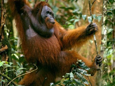 Orangutan in Tree.jpg